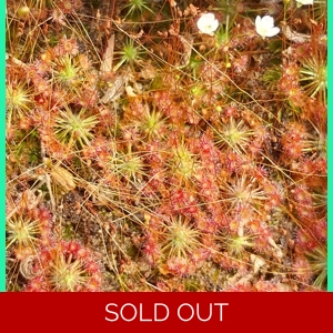 Drosera pygmaea TASMANIA, 10+ gemmae